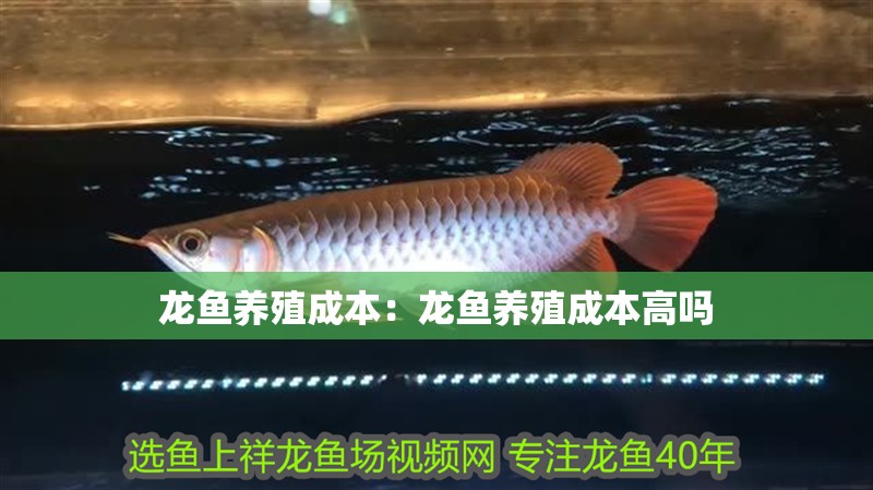 龍魚養殖成本：龍魚養殖成本高嗎