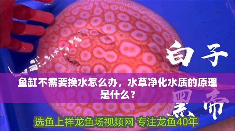魚缸不需要換水怎么辦，水草凈化水質的原理是什么？