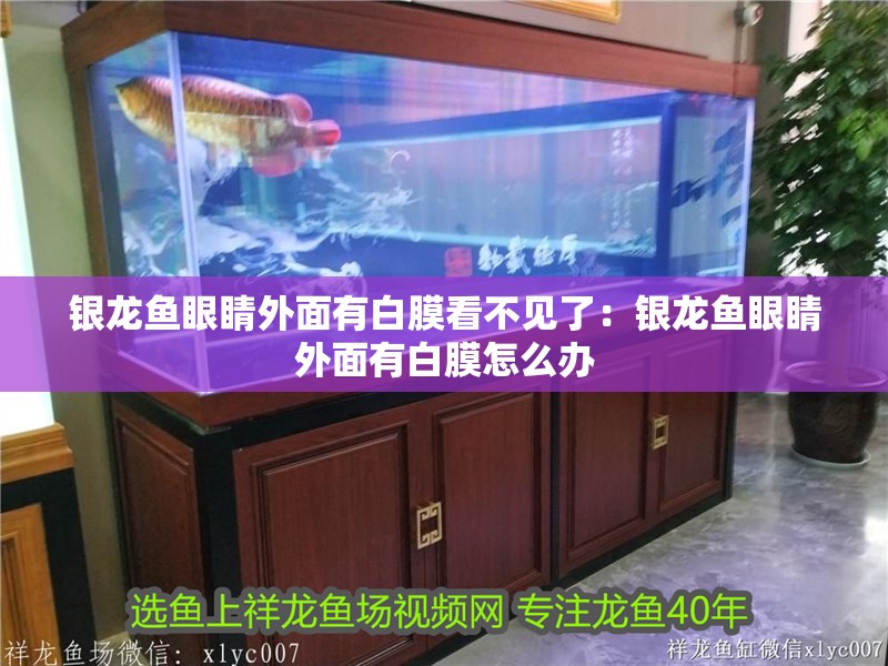 銀龍魚眼睛外面有白膜看不見了：銀龍魚眼睛外面有白膜怎么辦 銀龍魚眼睛外面有白膜看不見了：銀龍魚眼睛外面有白膜怎么辦 水族問答