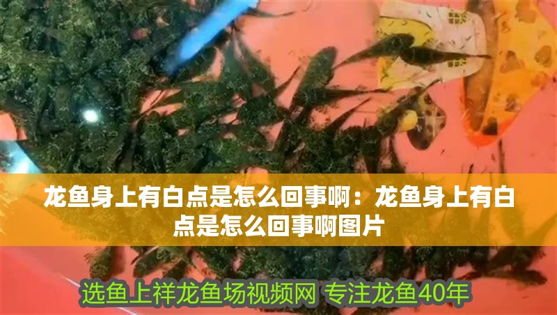 龍魚身上有白點是怎么回事啊：龍魚身上有白點是怎么回事啊圖片