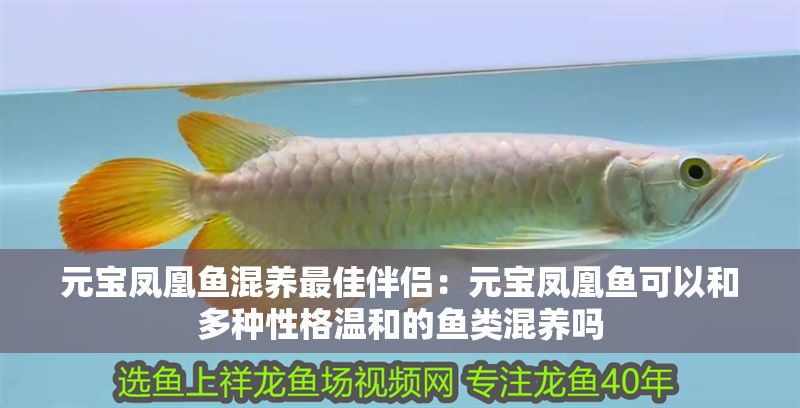 元寶鳳凰魚混養最佳伴侶：元寶鳳凰魚可以和多種性格溫和的魚類混養嗎 元寶鳳凰魚混養最佳伴侶：元寶鳳凰魚可以和多種性格溫和的魚類混養嗎 元寶鳳凰魚百科 第2張
