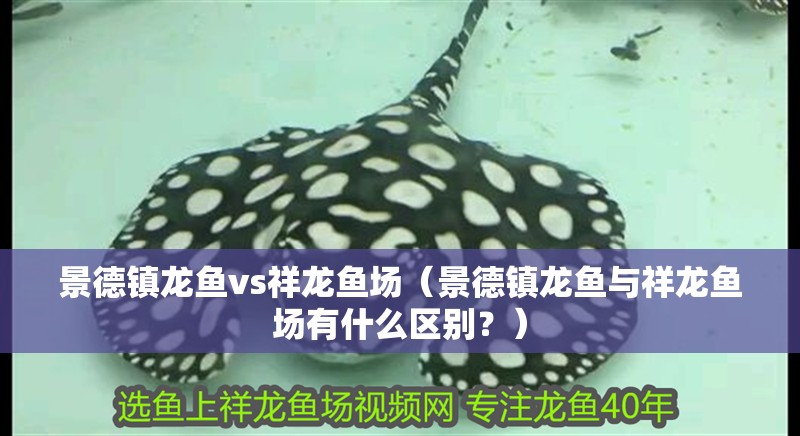 景德鎮龍魚vs祥龍魚場（景德鎮龍魚與祥龍魚場有什么區別？）