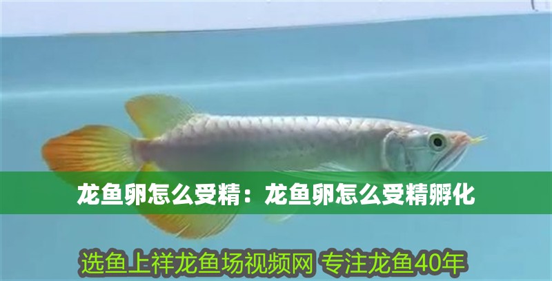龍魚卵怎么受精：龍魚卵怎么受精孵化