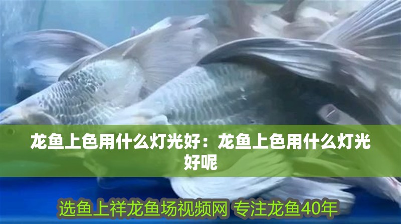 龍魚(yú)上色用什么燈光好：龍魚(yú)上色用什么燈光好呢