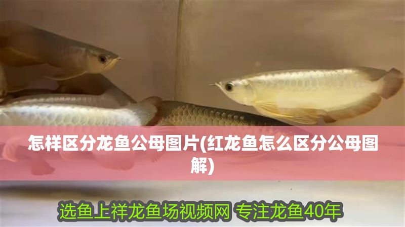 怎樣區分龍魚公母圖片(紅龍魚怎么區分公母圖解)