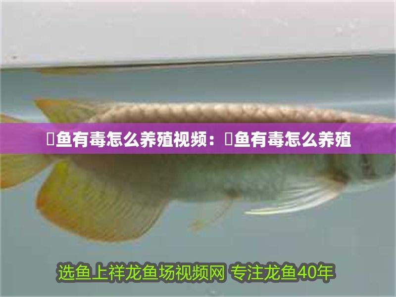 魟魚有毒怎么養殖視頻：魟魚有毒怎么養殖