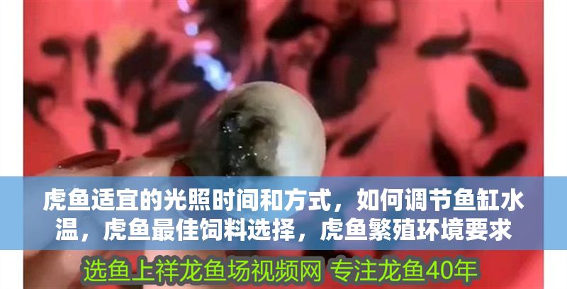 虎魚適宜的光照時間和方式，如何調節魚缸水溫，虎魚最佳飼料選擇，虎魚繁殖環境要求