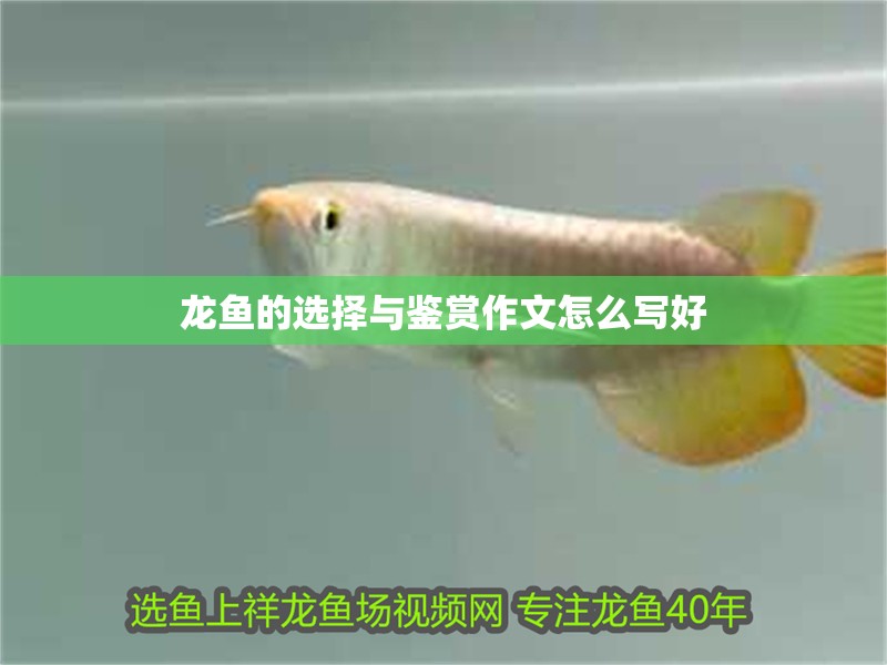 龍魚的選擇與鑒賞作文怎么寫好
