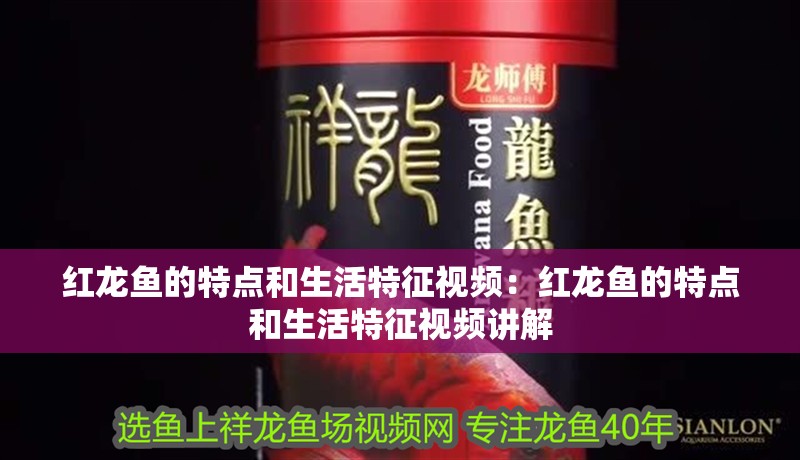 紅龍魚的特點和生活特征視頻:紅龍魚的特點和生活特征視頻講解 水族問答 紅龍魚的特點和生活特征視頻:紅龍魚的特點和生活特征視頻講解 紅龍魚的特點和生活特征視頻:紅龍魚的特點和生活特征視頻講解 水族問答