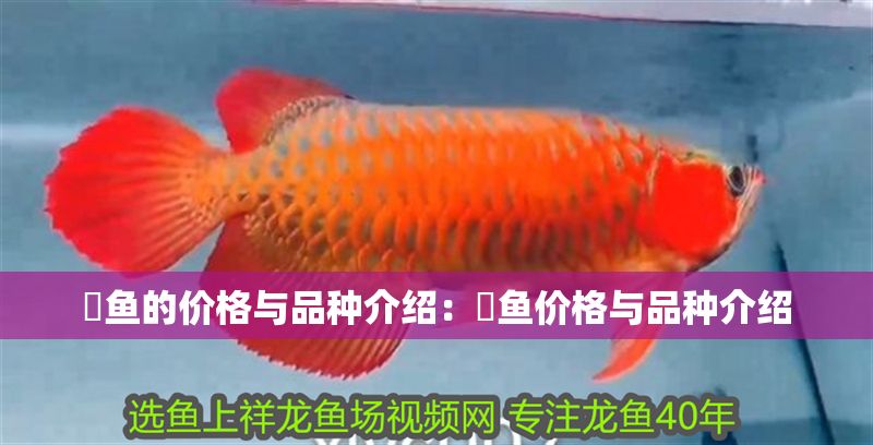 魟魚的價格與品種介紹：魟魚價格與品種介紹
