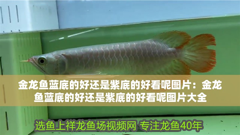 金龍魚藍底的好還是紫底的好看呢圖片:金龍魚藍底的好還是紫底的好看呢圖片大全 水族問答 金龍魚藍底的好還是紫底的好看呢圖片:金龍魚藍底的好還是紫底的好看呢圖片大全 金龍魚藍底的好還是紫底的好看呢圖片:金龍魚藍底的好還是紫底的好看呢圖片大全 水族問答