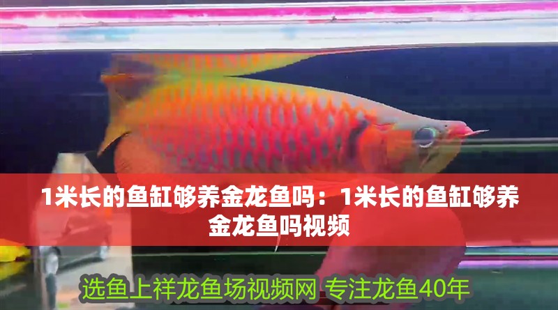 1米長的魚缸夠養金龍魚嗎：1米長的魚缸夠養金龍魚嗎視頻 1米長的魚缸夠養金龍魚嗎：1米長的魚缸夠養金龍魚嗎視頻 水族問答