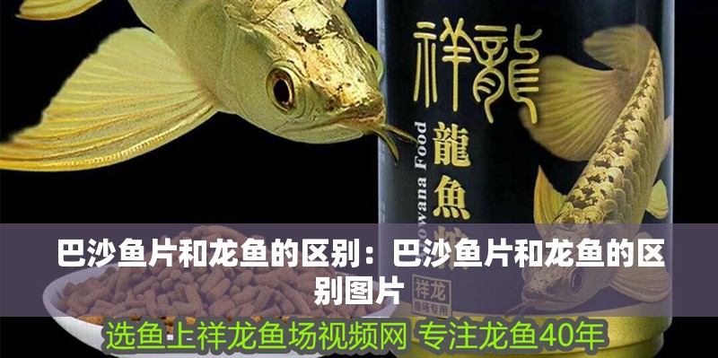 巴沙魚片和龍魚的區(qū)別：巴沙魚片和龍魚的區(qū)別圖片