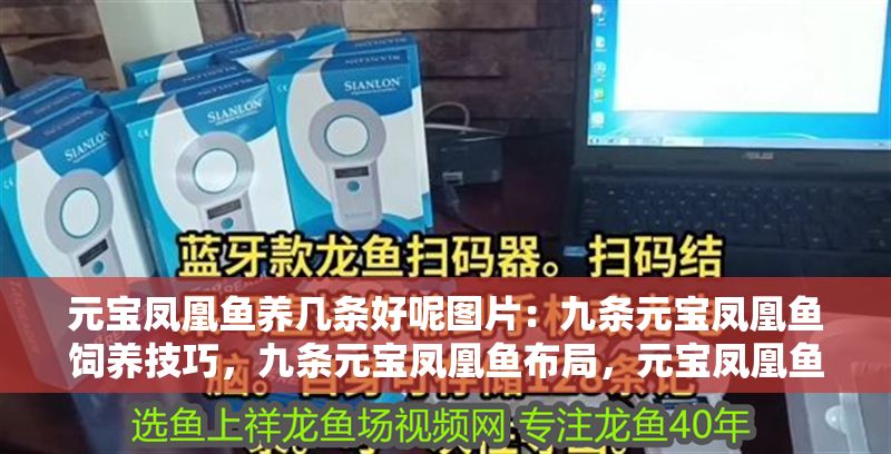 元寶鳳凰魚養幾條好呢圖片：九條元寶鳳凰魚飼養技巧，九條元寶鳳凰魚布局，元寶鳳凰魚布局