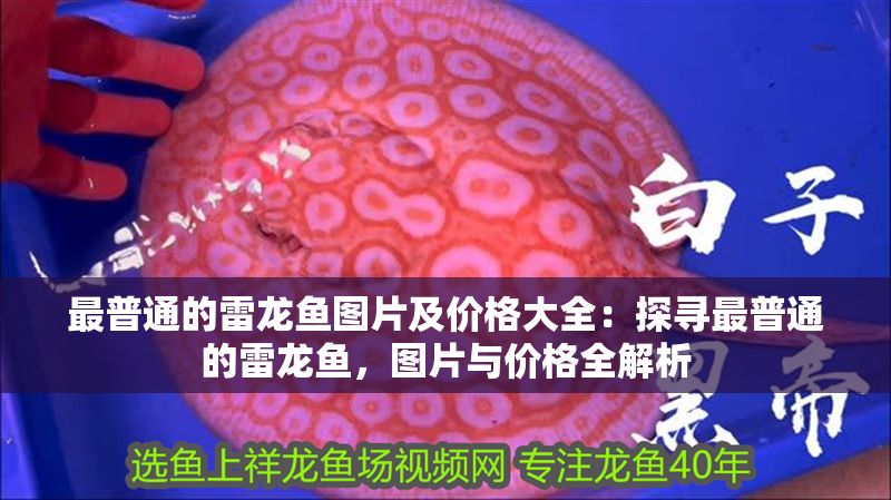 最普通的雷龍魚圖片及價格大全：探尋最普通的雷龍魚，圖片與價格全解析