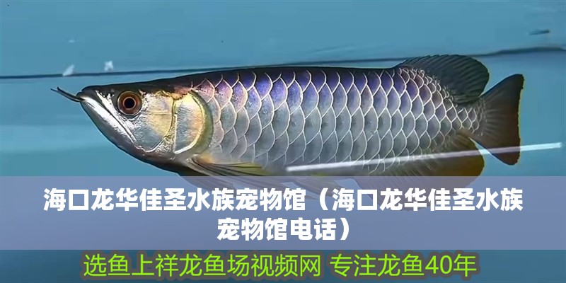 海口龍華佳圣水族寵物館（海口龍華佳圣水族寵物館電話）