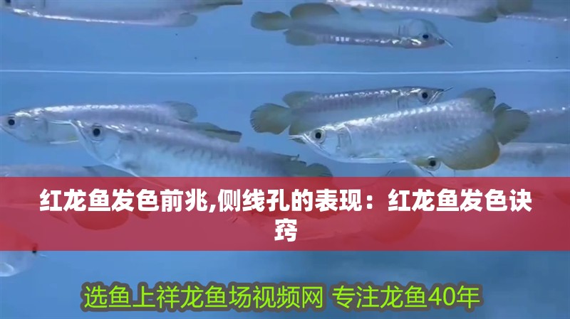 紅龍魚發(fā)色前兆,側線孔的表現(xiàn)：紅龍魚發(fā)色訣竅 紅龍魚發(fā)色前兆,側線孔的表現(xiàn)：紅龍魚發(fā)色訣竅 水族問答