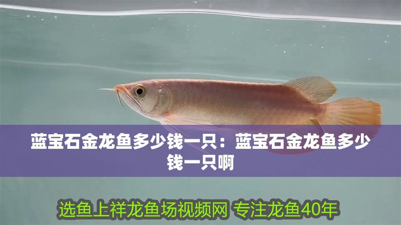 藍寶石金龍魚多少錢一只：藍寶石金龍魚多少錢一只啊 藍寶石金龍魚多少錢一只：藍寶石金龍魚多少錢一只啊 水族問答