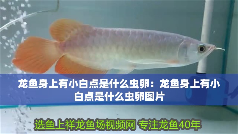 龍魚身上有小白點是什么蟲卵：龍魚身上有小白點是什么蟲卵圖片
