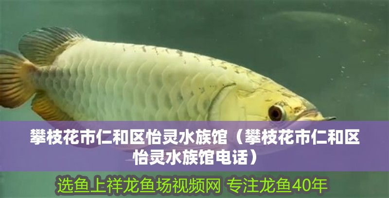 攀枝花市仁和區(qū)怡靈水族館（攀枝花市仁和區(qū)怡靈水族館電話）