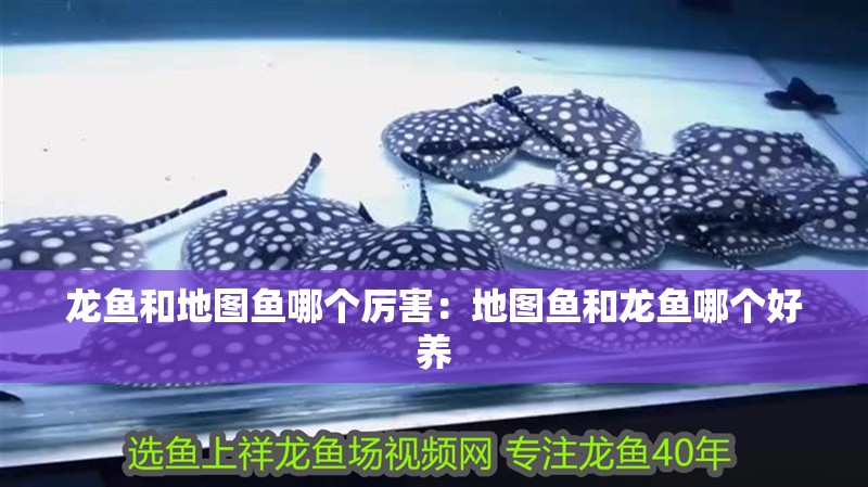 龍魚和地圖魚哪個(gè)厲害：地圖魚和龍魚哪個(gè)好養(yǎng)