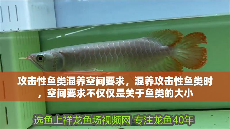 攻擊性魚類混養空間要求，混養攻擊性魚類時，空間要求不僅僅是關于魚類的大小