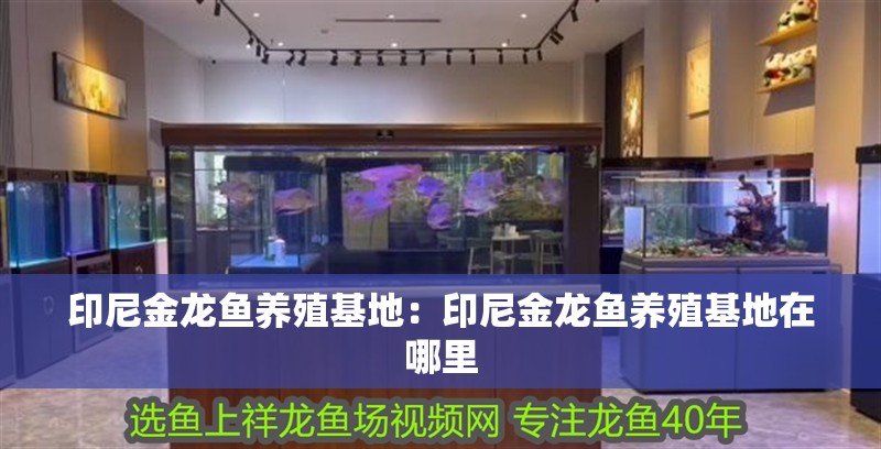 印尼金龍魚養(yǎng)殖基地：印尼金龍魚養(yǎng)殖基地在哪里