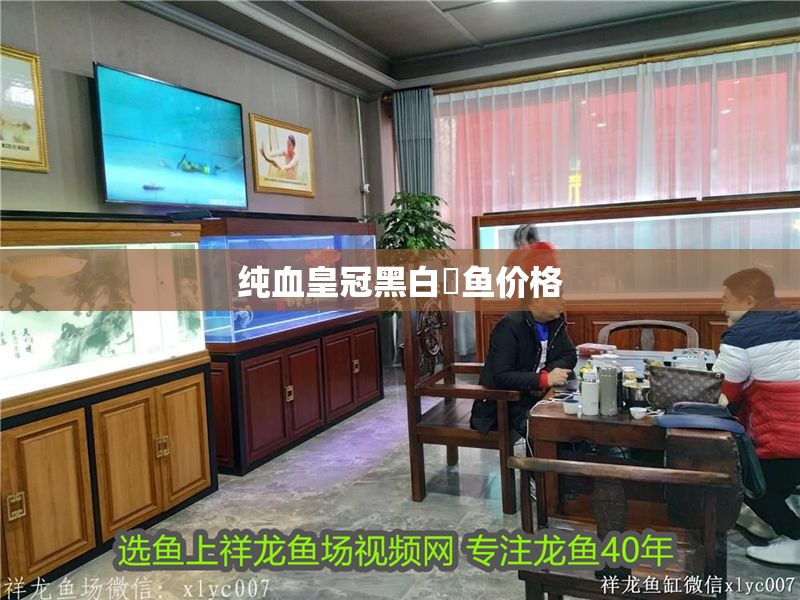 純血皇冠黑白魟魚價格