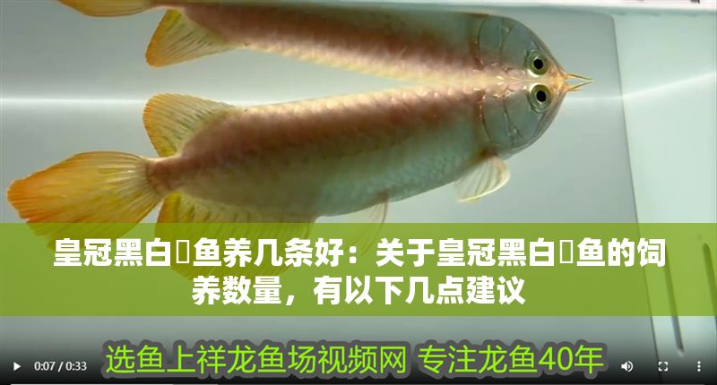 皇冠黑白魟魚養幾條好：關于皇冠黑白魟魚的飼養數量，有以下幾點建議