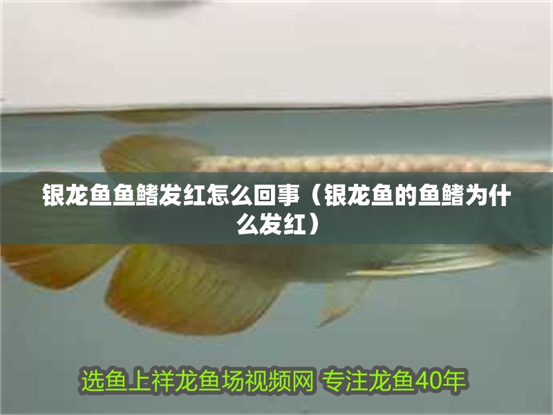 銀龍魚魚鰭發紅怎么回事（銀龍魚的魚鰭為什么發紅） 銀龍魚魚鰭發紅怎么回事（銀龍魚的魚鰭為什么發紅） 銀龍魚百科