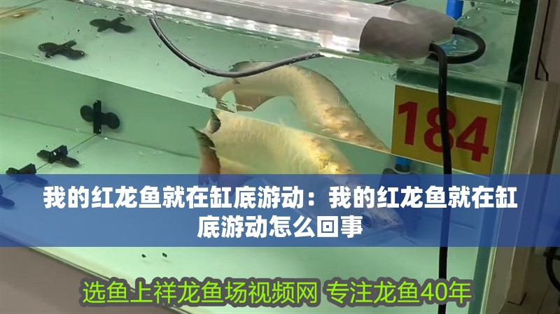 我的紅龍魚就在缸底游動：我的紅龍魚就在缸底游動怎么回事