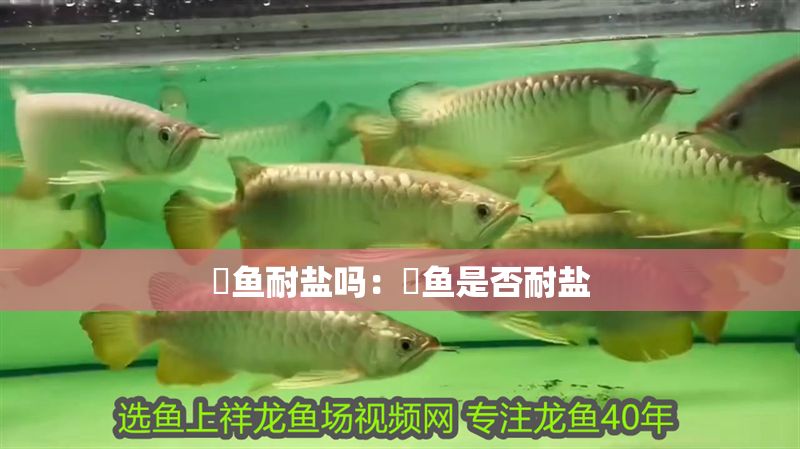 魟魚耐鹽嗎：魟魚是否耐鹽 魟魚耐鹽嗎：魟魚是否耐鹽 魟魚百科 第2張