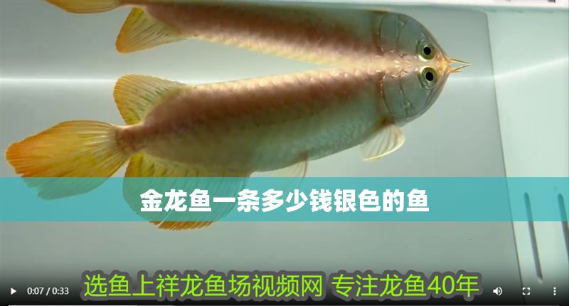 金龍魚一條多少錢銀色的魚