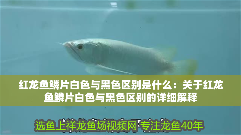 紅龍魚鱗片白色與黑色區(qū)別是什么：關(guān)于紅龍魚鱗片白色與黑色區(qū)別的詳細(xì)解釋