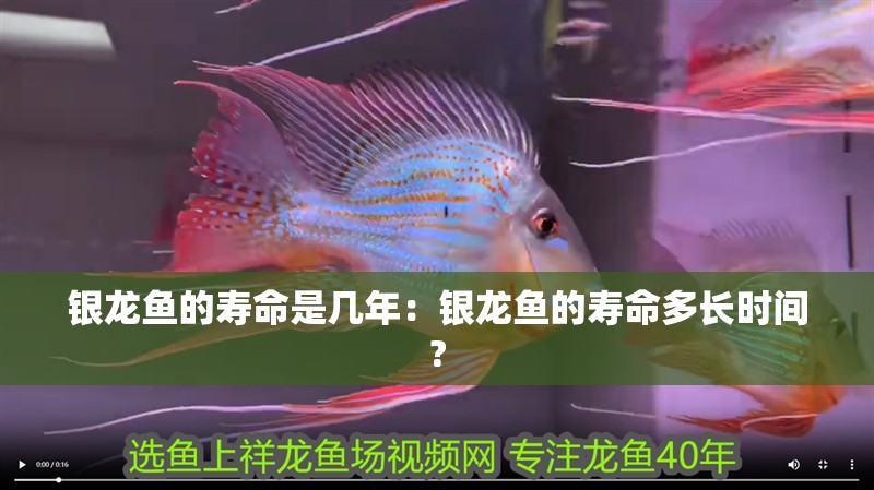 銀龍魚的壽命是幾年：銀龍魚的壽命多長(zhǎng)時(shí)間?