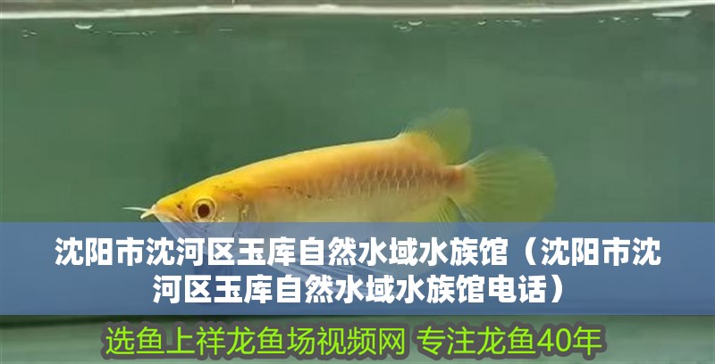 沈陽(yáng)市沈河區(qū)玉庫(kù)自然水域水族館（沈陽(yáng)市沈河區(qū)玉庫(kù)自然水域水族館電話）