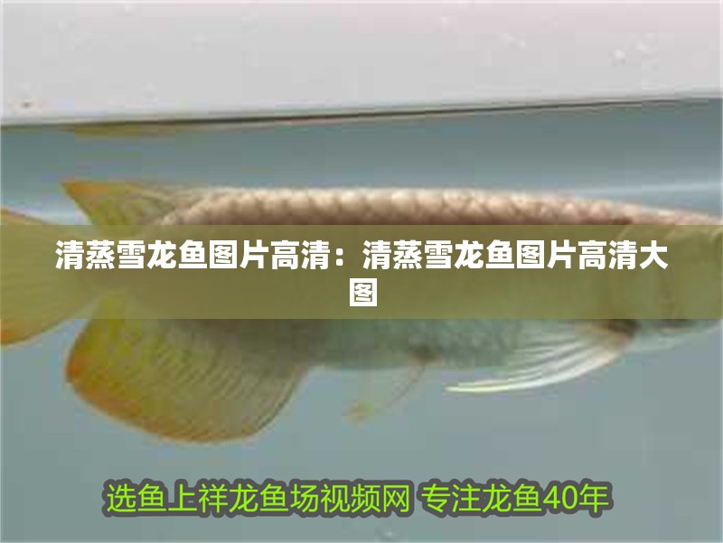 清蒸雪龍魚圖片高清：清蒸雪龍魚圖片高清大圖