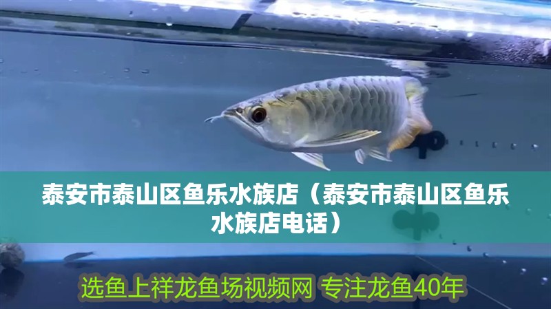 泰安市泰山區魚樂水族店（泰安市泰山區魚樂水族店電話）
