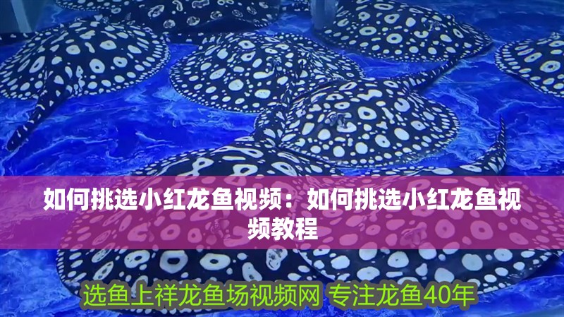 如何挑選小紅龍魚視頻：如何挑選小紅龍魚視頻教程