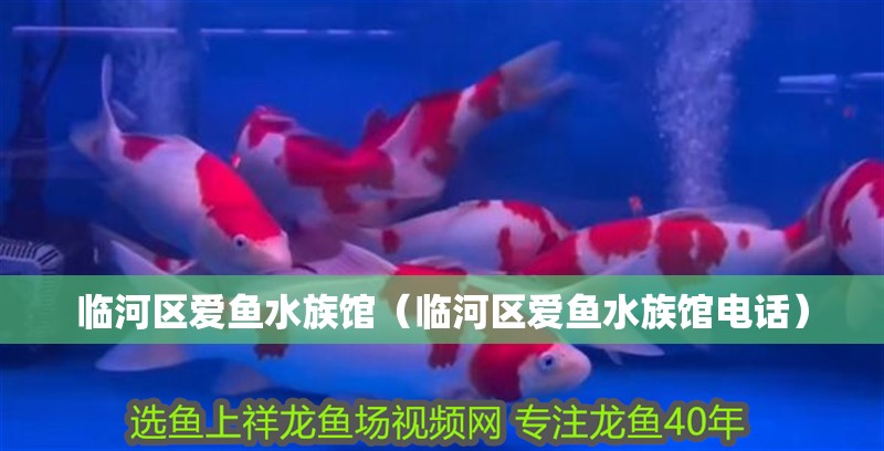 臨河區愛魚水族館（臨河區愛魚水族館電話）