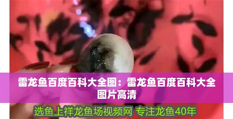 雷龍魚百度百科大全圖：雷龍魚百度百科大全圖片高清