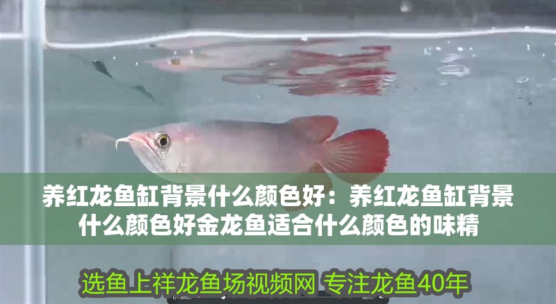 養(yǎng)紅龍魚缸背景什么顏色好：養(yǎng)紅龍魚缸背景什么顏色好金龍魚適合什么顏色的味精