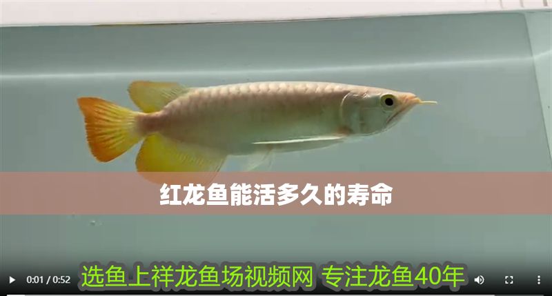 紅龍魚能活多久的壽命