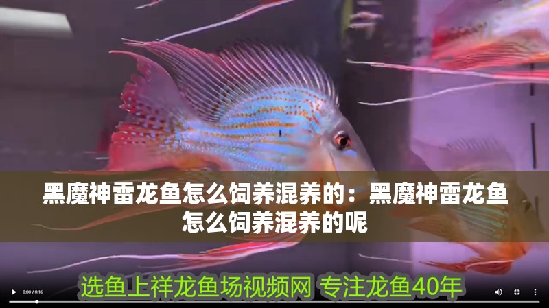 黑魔神雷龍魚怎么飼養混養的：黑魔神雷龍魚怎么飼養混養的呢