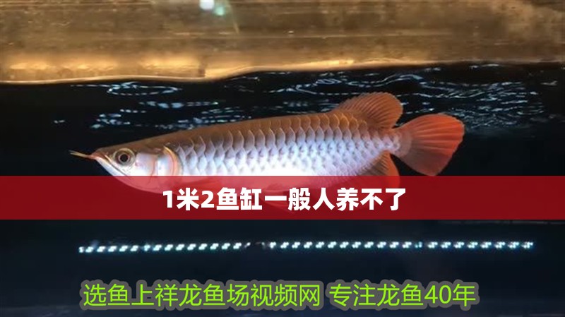 1米2魚缸一般人養(yǎng)不了 1米2魚缸一般人養(yǎng)不了 龍魚百科 第1張