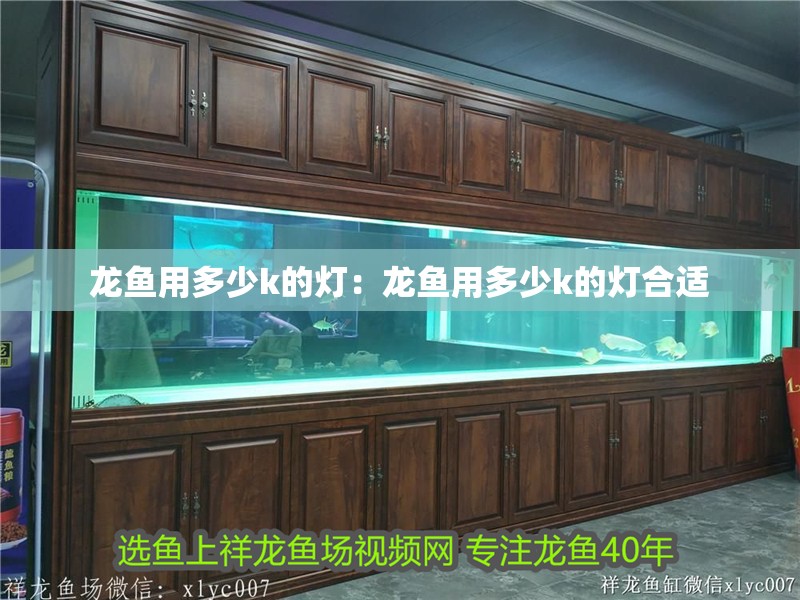 龍魚用多少k的燈：龍魚用多少k的燈合適
