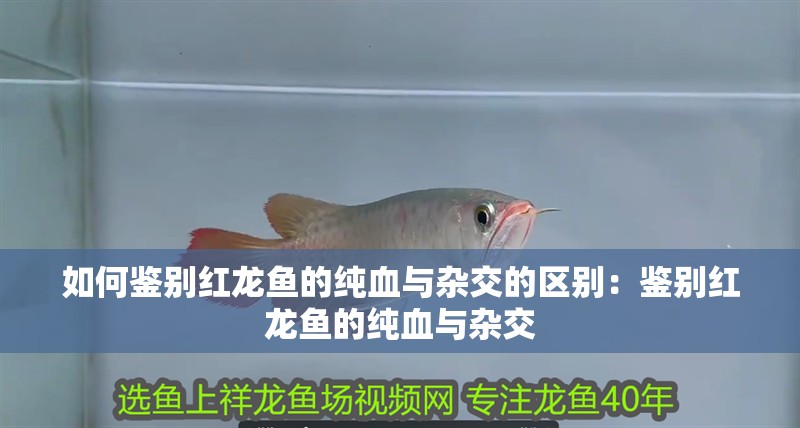 如何鑒別紅龍魚的純血與雜交的區別：鑒別紅龍魚的純血與雜交 如何鑒別紅龍魚的純血與雜交的區別：鑒別紅龍魚的純血與雜交 水族問答
