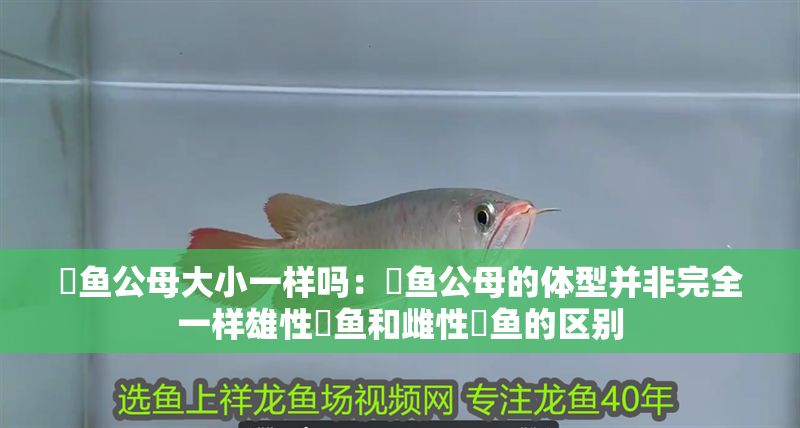 魟魚公母大小一樣嗎：魟魚公母的體型并非完全一樣雄性魟魚和雌性魟魚的區(qū)別