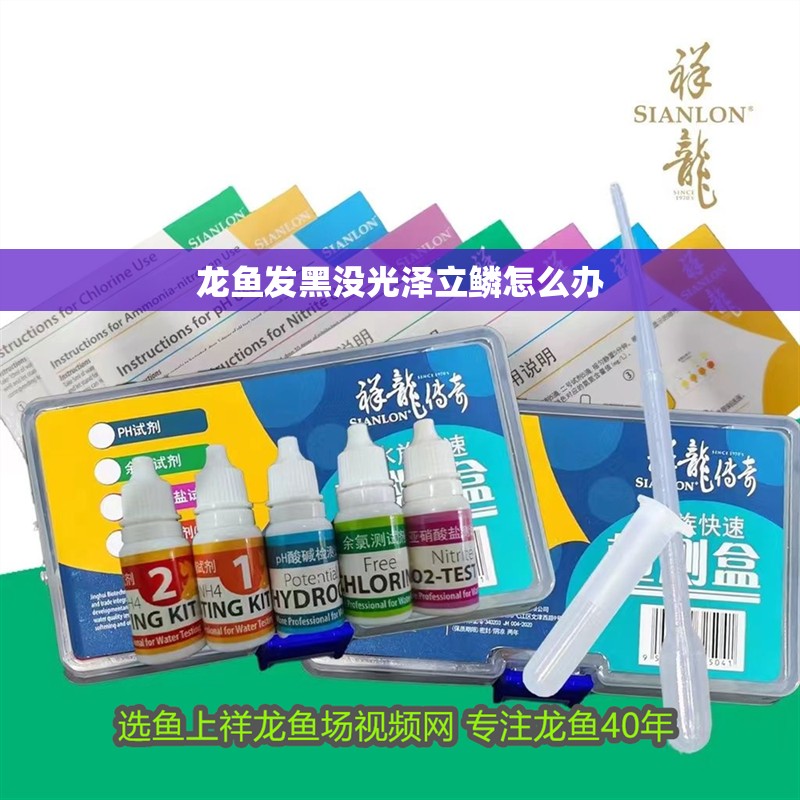 龍魚發(fā)黑沒光澤立鱗怎么辦 龍魚百科 第2張 龍魚發(fā)黑沒光澤立鱗怎么辦 龍魚發(fā)黑沒光澤立鱗怎么辦 龍魚百科 第2張