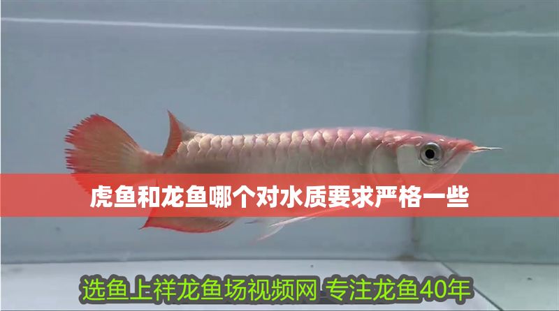 虎魚和龍魚哪個對水質要求嚴格一些